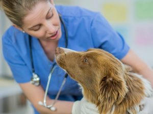 Questions to Ask Your Veterinarian About CBD Oil for Dogs
