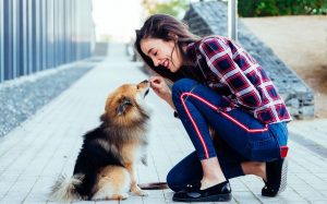 5 Benefits of CBD Oils for Dogs