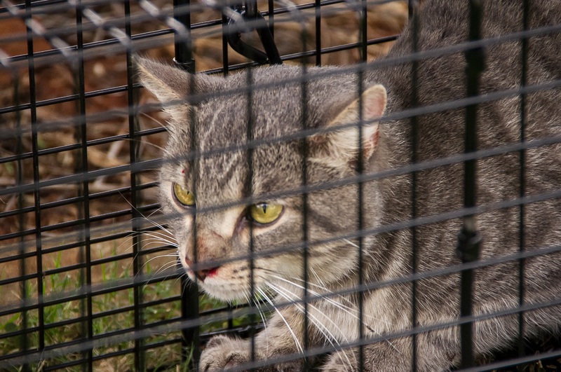 A feral cat in the trap