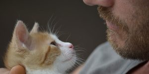close up view of a man with beard wearing a grey t-shirt holding a kitten close to his chest